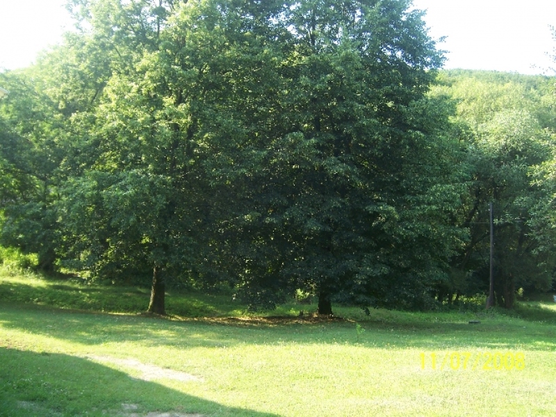 Obecný park.